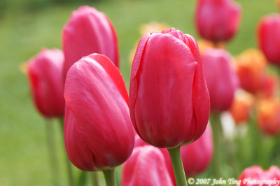 0074 : Tulips