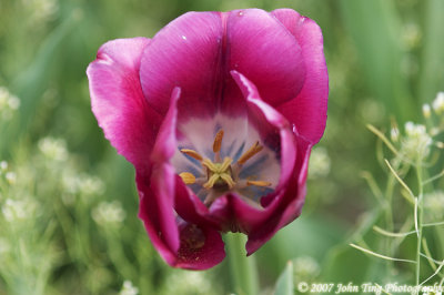 0079 : Tulips