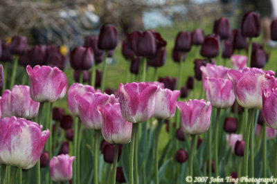 0082 : Tulips