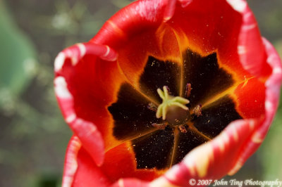 0085 : Tulip, past bloom