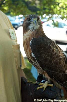 0016 : Red Tail Hawk