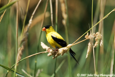 yellow bird