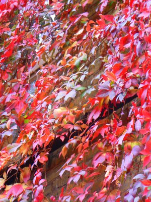 The Old School - Autumn 2006