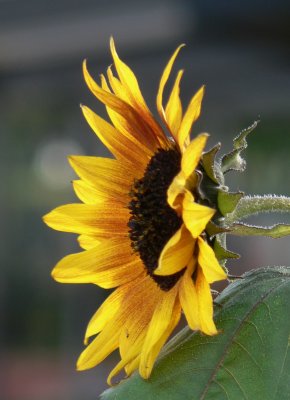 Sunflowers - Oct 2006