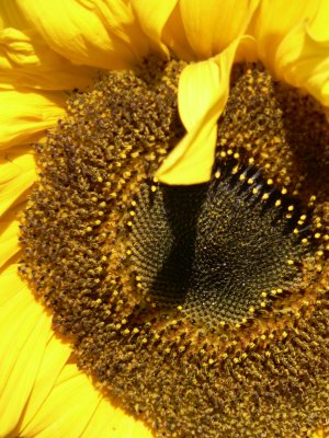 Sunflowers - Oct 2006
