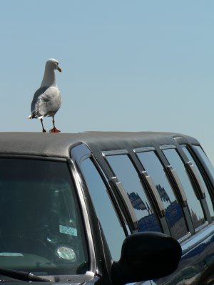 Stretch seagull!