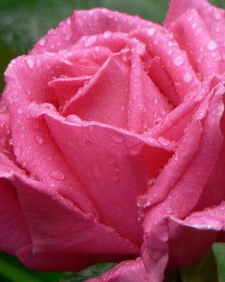 Raindrops on roses....