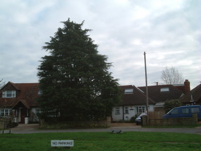 Cedar in front and left  of Meadow Vista