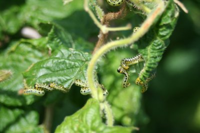 caterpillar