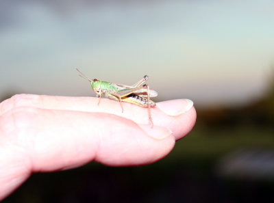 Grasshopper on my hand 1.jpg