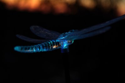 dragonfly of the evening
