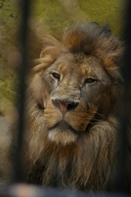 Lovech Zoo , The King 8560