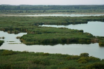 Lake Srebarna  5415