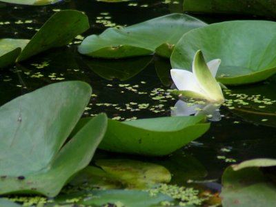 Ropotamo, Water Lilies  7665