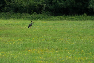 Ropotamo, Black Stork  7680
