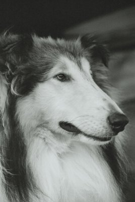 Lassie  1020009