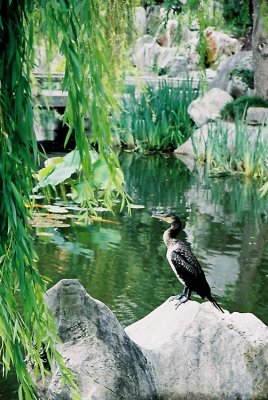 Chinese Garden 5