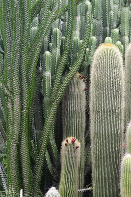 huge cactus  1399