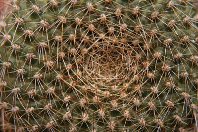 perfect cactus nest  0022