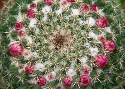 cactus  1373