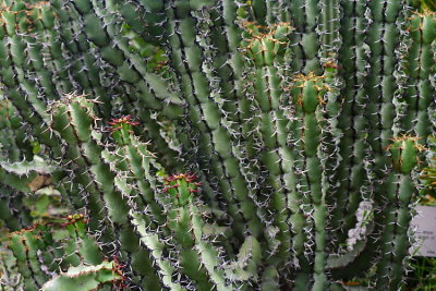 cactus 1398