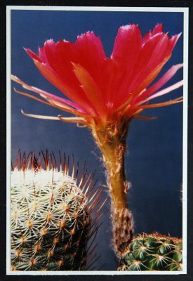 cactuss  0095