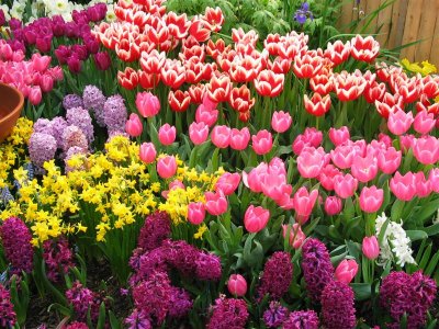 Spring Flowers