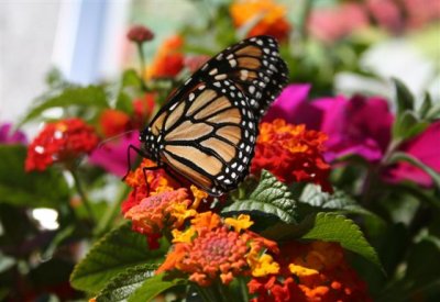 Butterfly