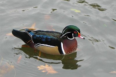 Wood Duck