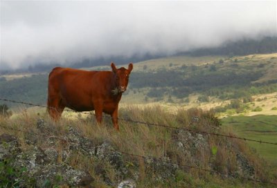 Brown Cow