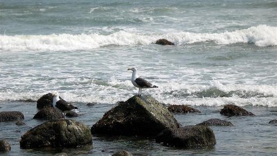 Gulls on Rocks