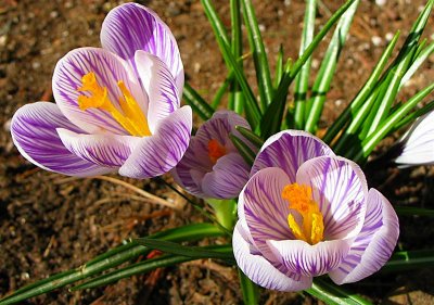 Spring Crocus