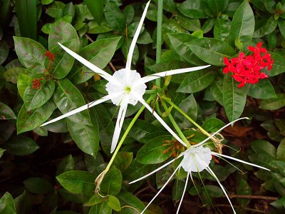 Flowers on Vietnam