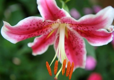 July Stargazer