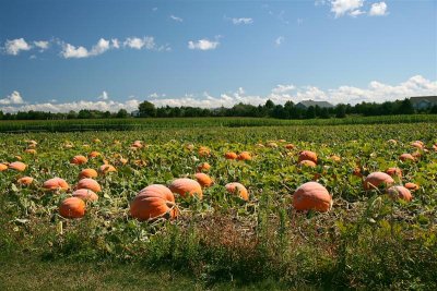 Pumpkin Field