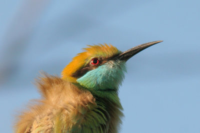 Little Green Bee-eater - Merops superciliosus