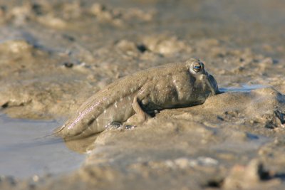Mudskipper - Boleophthalmus dussumieri
