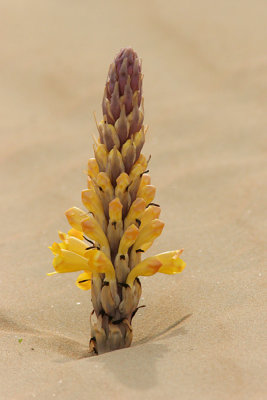 Desert Broomrape - Cistanche tubulosa