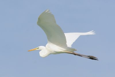 Great White Egret - Casmerodius albus