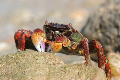 Crab