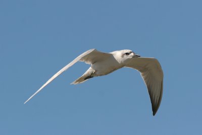Gull-billed tern - Gelochelidon nilotica