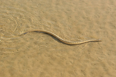 Shaw's Sea Snake - Lapemis curtus