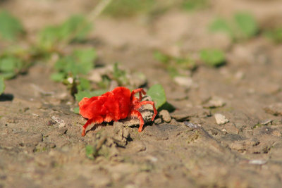 Giant red velvet Mite - Trombidium sp.