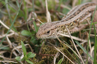 Sand Lizard - Lacerta agilis