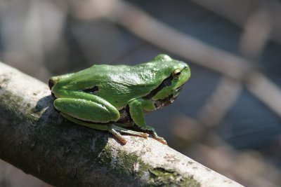 Tree Frog - Hyla arborea