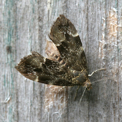 5269 Brandnetelmot - Nettle-tap - Anthophila fabriciana