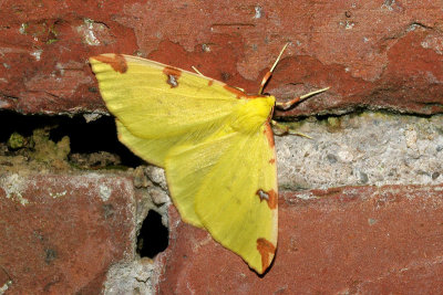07613 Hagedoornvlinder - Brimstone Moth - Opisthograptis luteolata