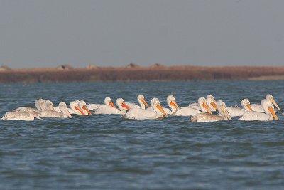 Dalmatian Pelican - Pelecanus crispus