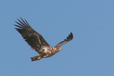 White-tailed Sea Eagle - Haliaeetus albicilla