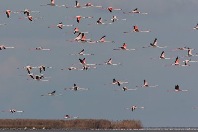Greater Flamingo - Phoenicopterus ruber